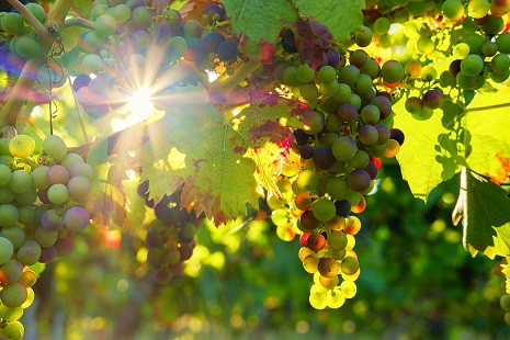 Lo speciale 1- uva-grapes-3550729_960_720