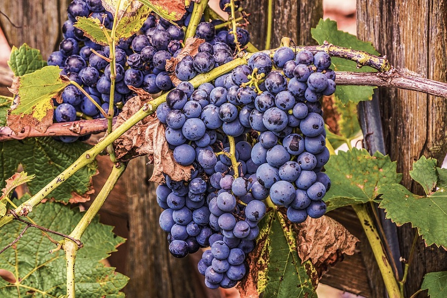 Vigna-grapes-4448081_960_720