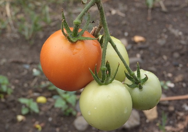Agricoltura-pomodori-tomatoes-4183495_960_720