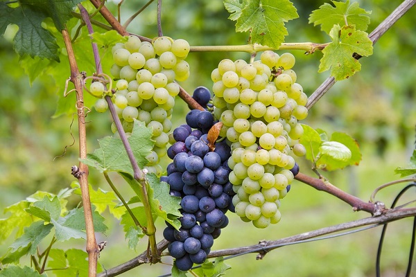 Uva bianca e nera-grapes-2730643_960_720