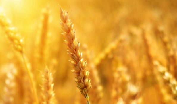 Grano-cereali-wheat-3506758_960_720