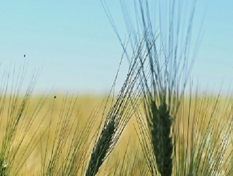 Foto-Agricoltura biologica-barley-1484404_960_720
