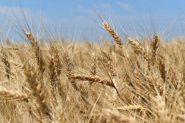 Foto grano-Ucraina-wheat-3538392_960_720